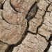 Fissures Colorées